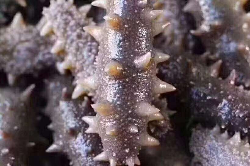 东山岛野生海鲜配送莆田全范围,顺丰到家