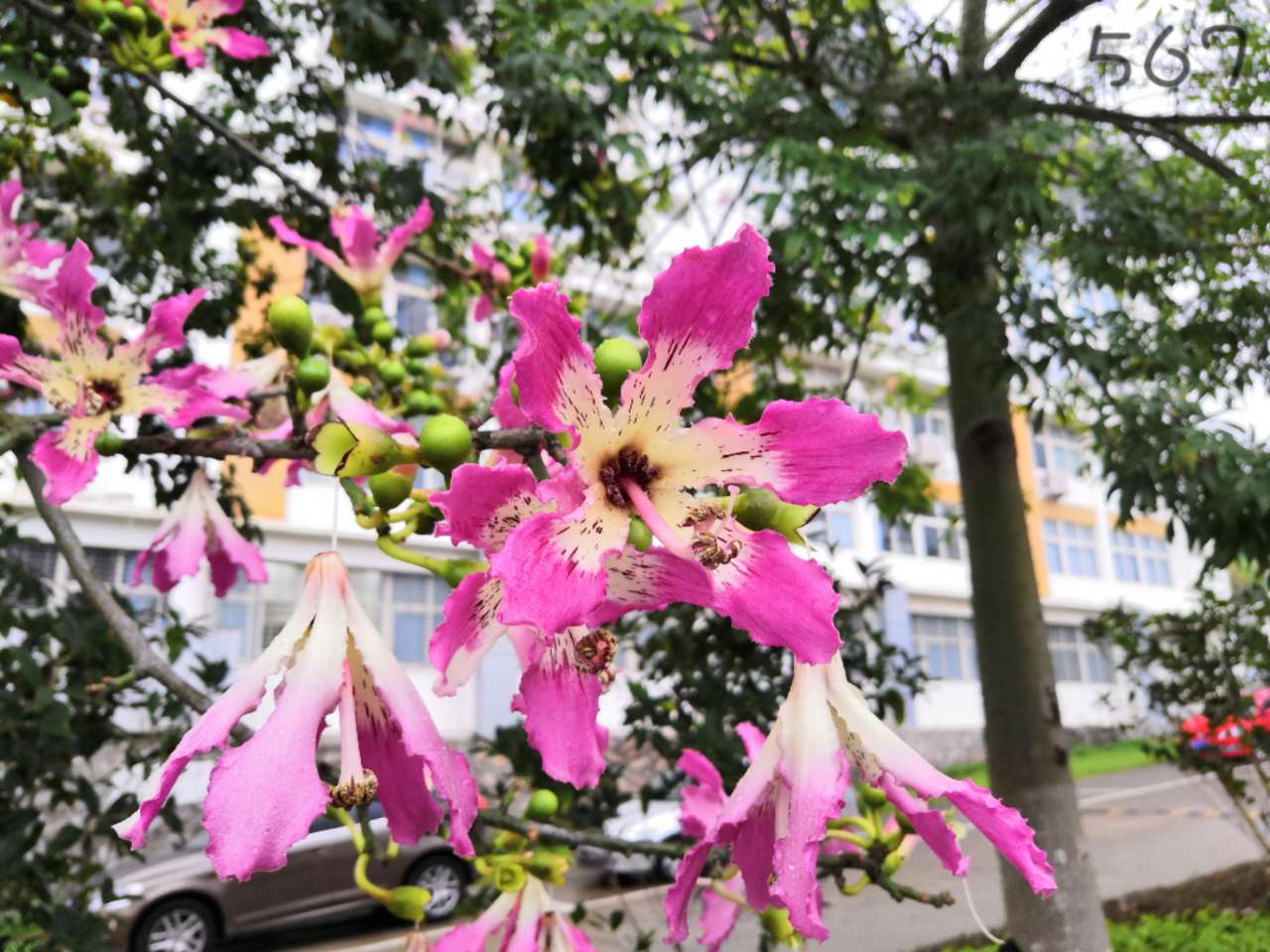 芳草鲜美,落英缤纷,莆田学院的异木棉都开了!