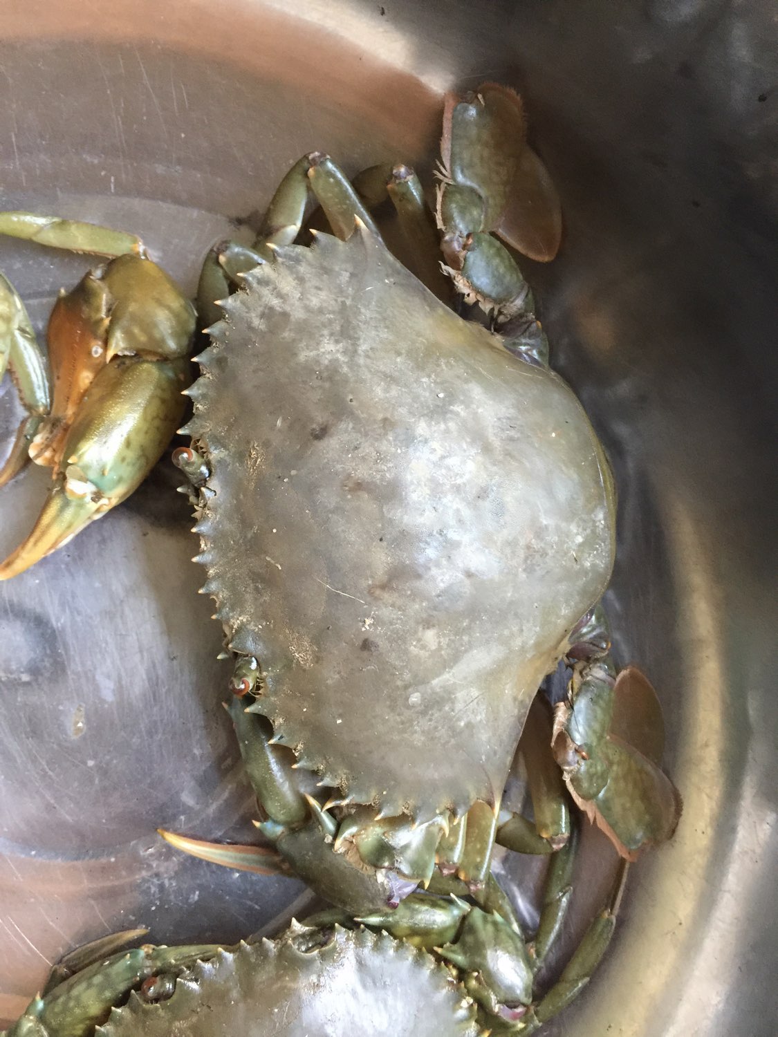 这样的红母鲟能吃吗?