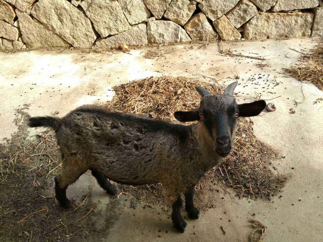 自家羊古出售公羊仔 - 小鱼大卖场 - 莆田小鱼网