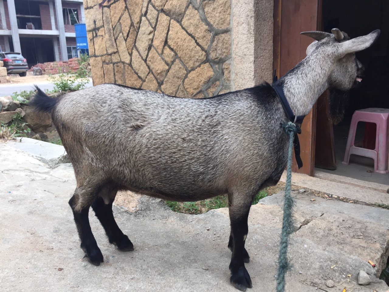 乡下一家一家买的羊