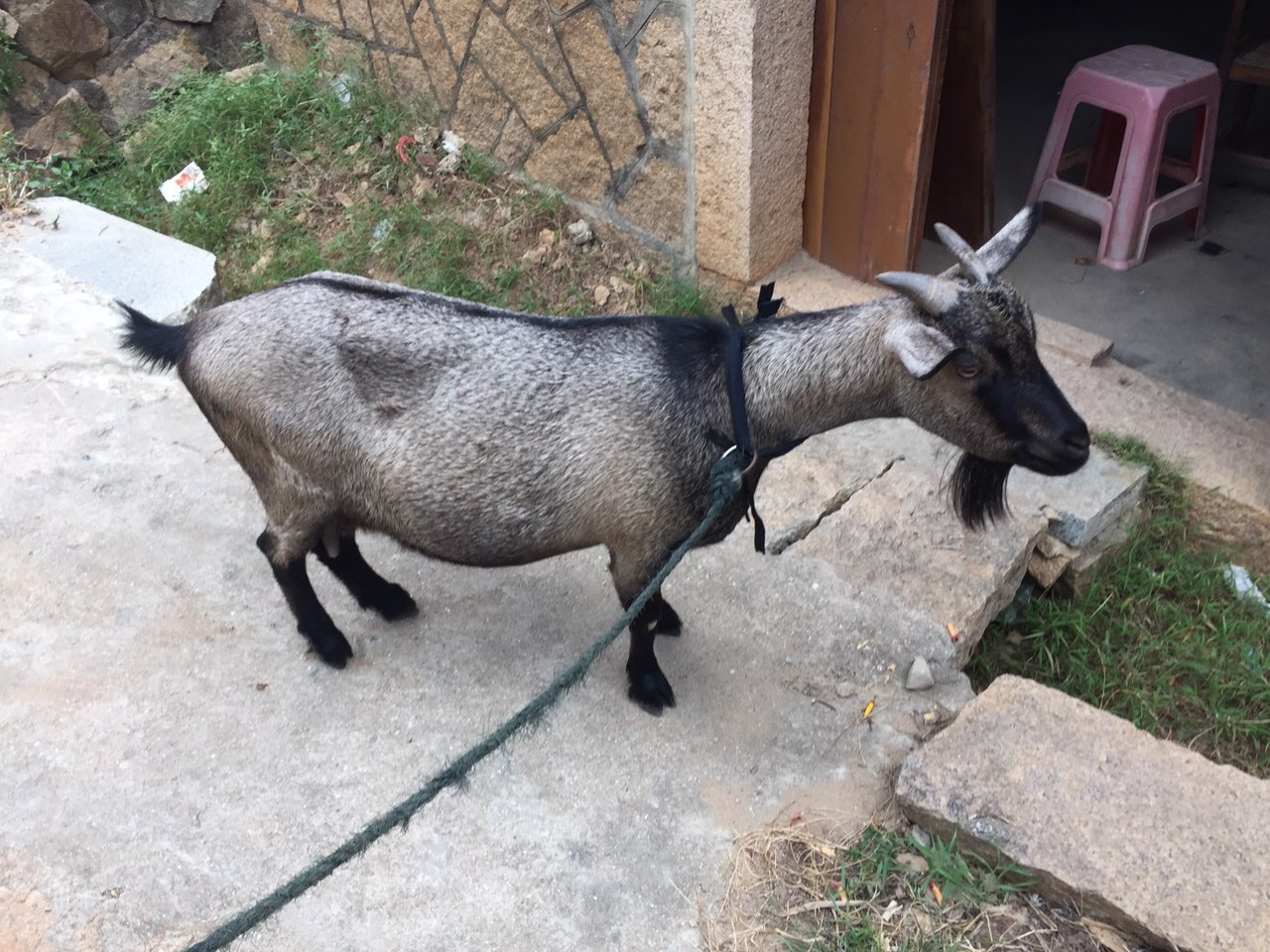 乡下一家一家买的羊