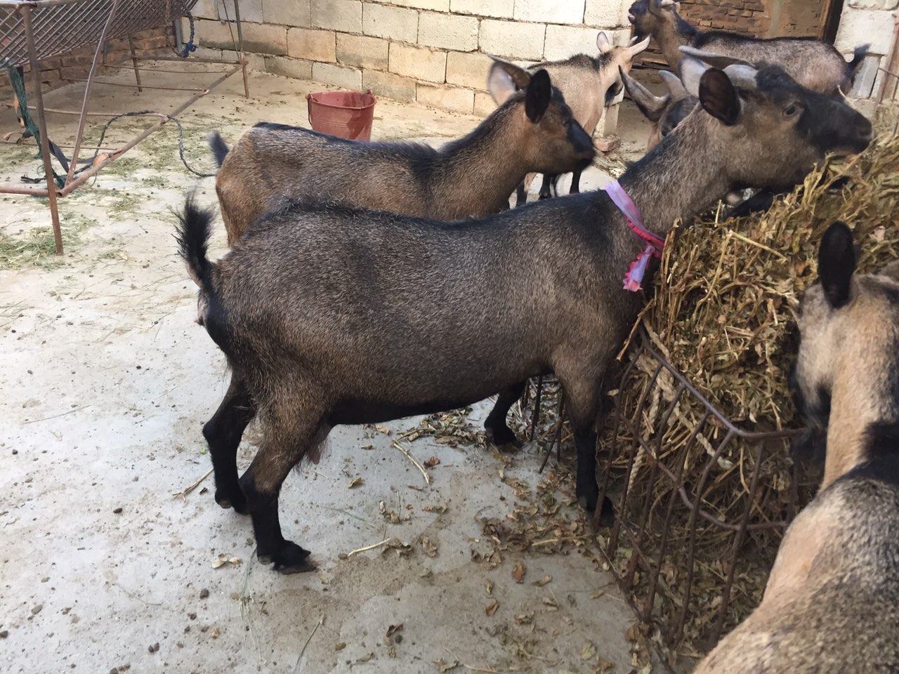 乡下一家一家买的羊