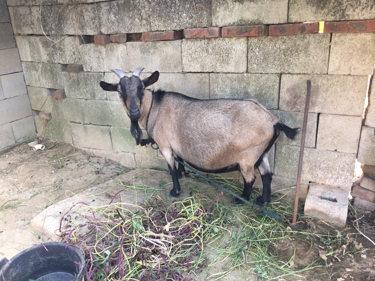 乡下一家一家买的羊