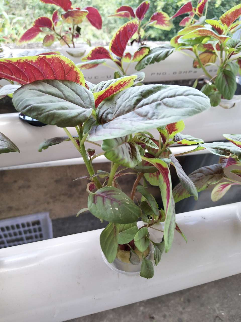 水培苋菜