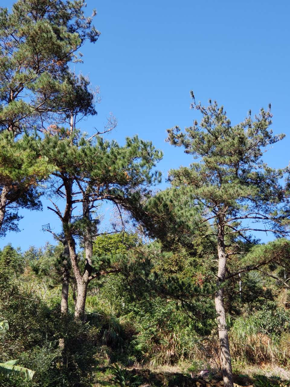 仙游百松村