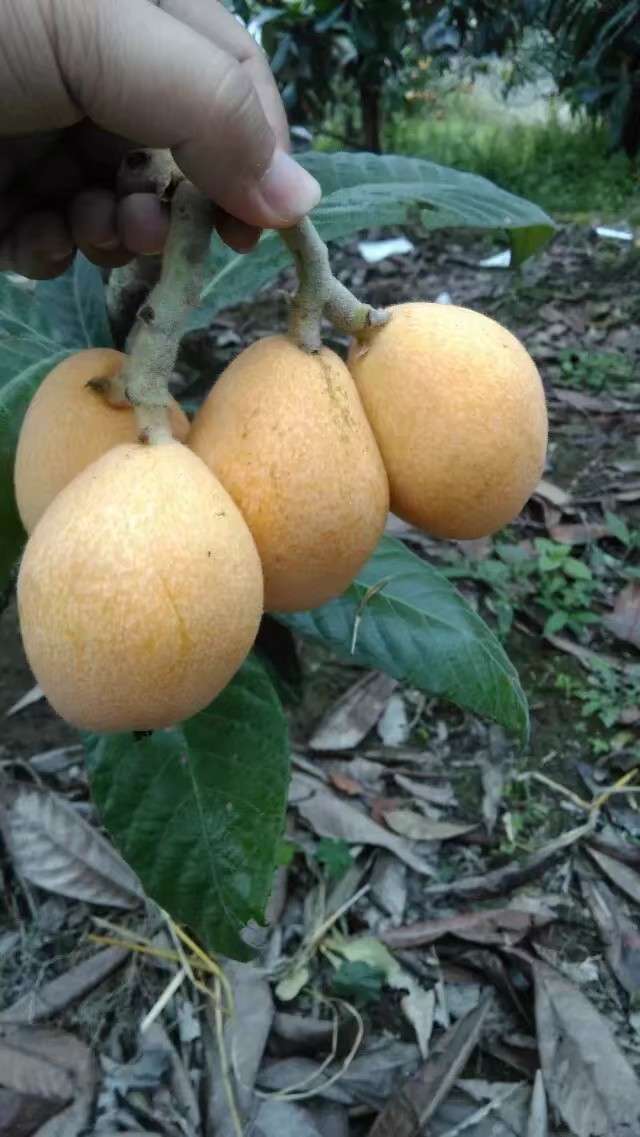 莆田6号早钟(枇杷)成熟了,欢迎预订.