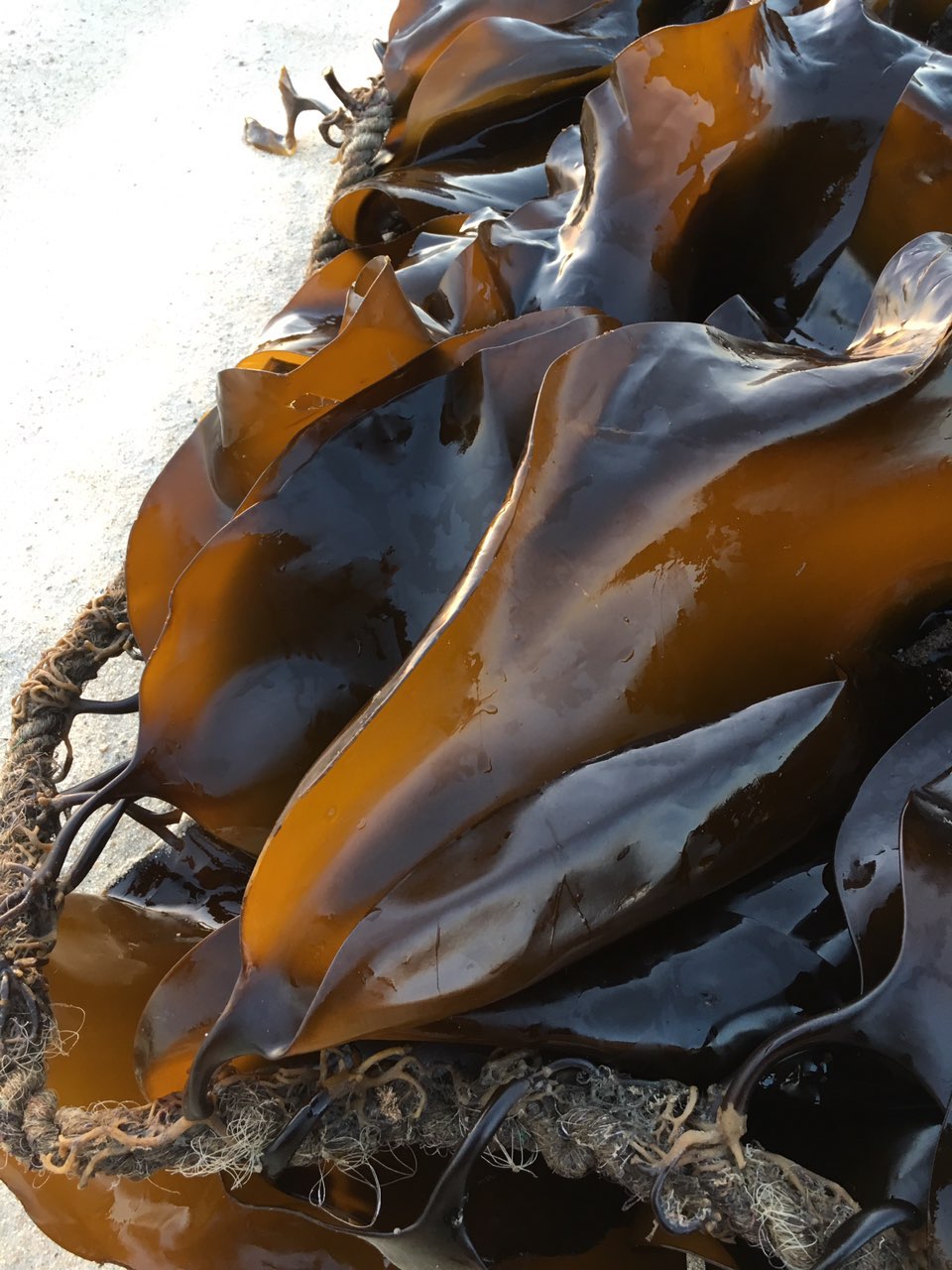 网友线报南日岛好天气的海带给你看第一手货源