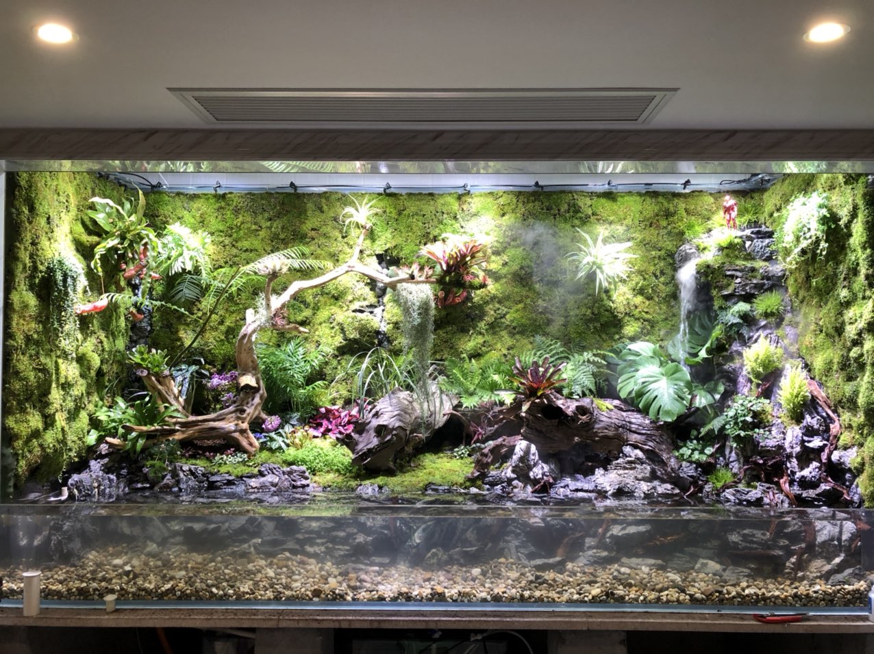 莆田一个室内雨林缸,漂亮吗?