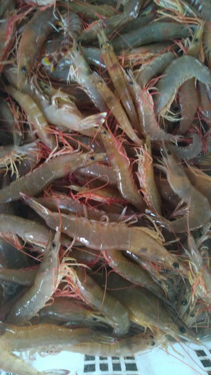 纯野生小虾姑皮皮虾一斤15特价