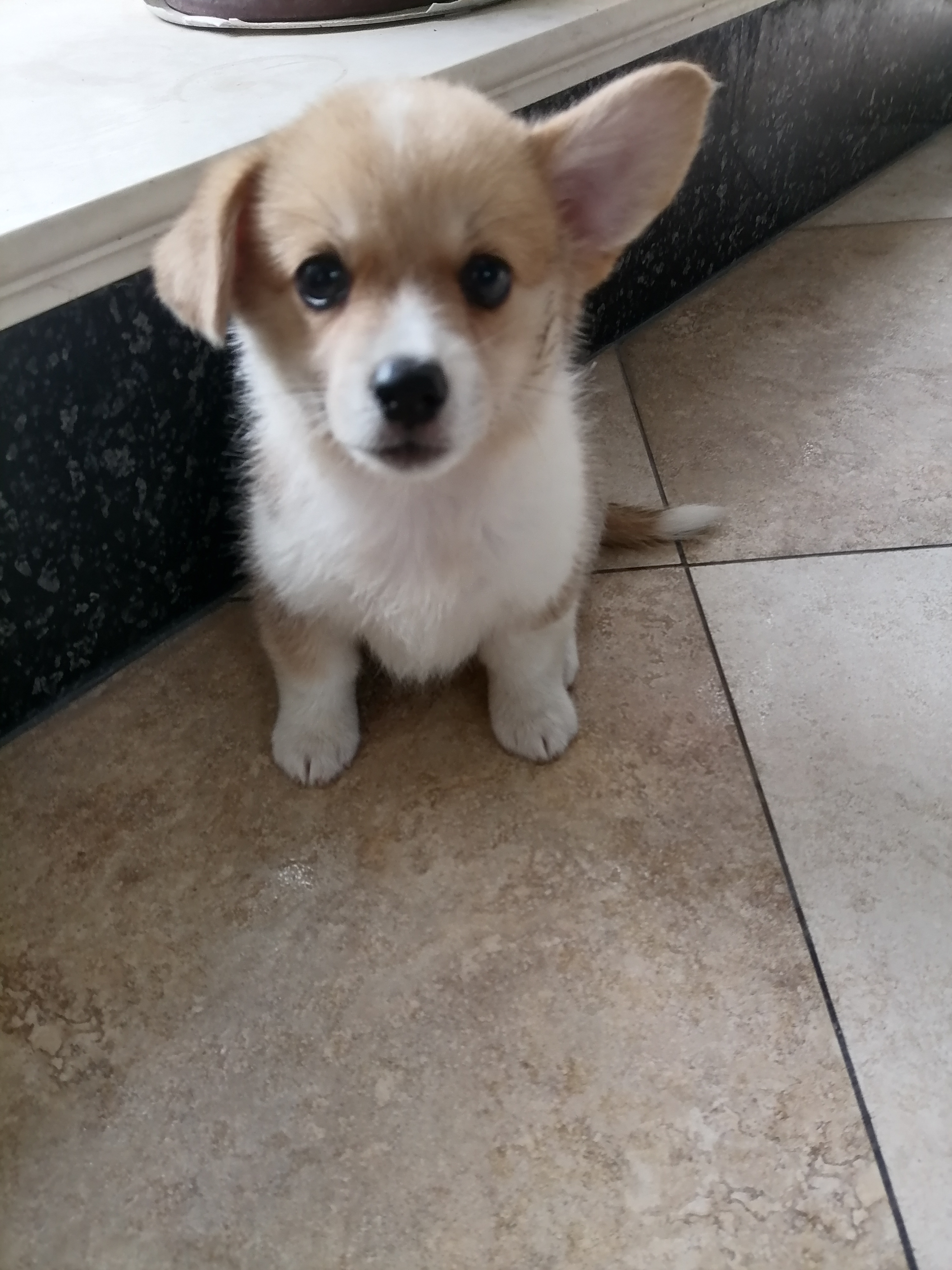 未断尾的柯基妹妹