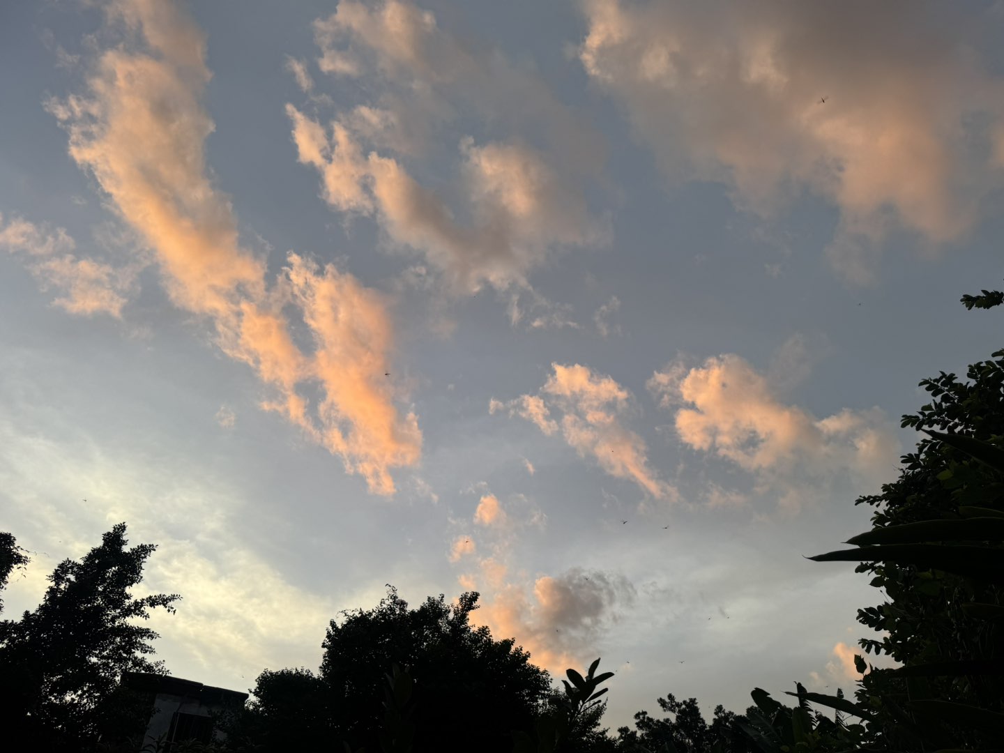 莆鱼集市