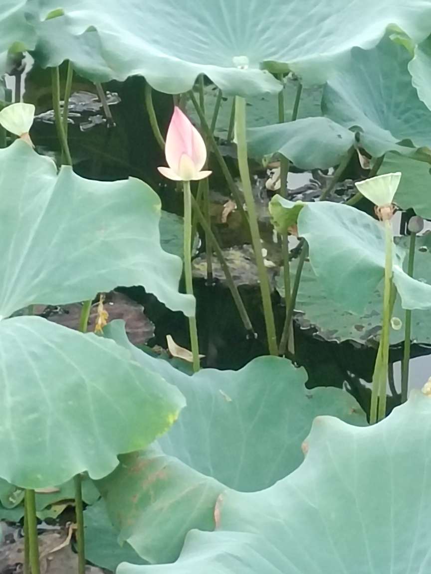 莆鱼集市